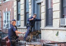 Homicide Unit Swarms Congresswoman’s Rental Police officers with a K-9 approach an apartment doorway