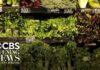CDC Map Explodes — What’s In The Salad? CDC looking into several items potentially linked to cyclospora parasite
