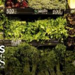 CDC Map Explodes — What’s In The Salad? CDC looking into several items potentially linked to cyclospora parasite