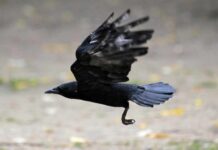 AI May Transform How Humans Understand Animal Communication