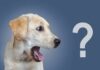 Yellow labrador dog looking surprised beside a large question mark