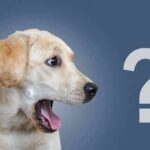 Yellow labrador dog looking surprised beside a large question mark