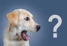 Yellow labrador dog looking surprised beside a large question mark