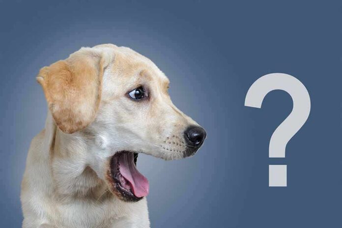 Yellow labrador dog looking surprised beside a large question mark