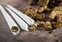Daily Weed Surges – Parenting on the Line Three cannabis joints beside loose marijuana buds